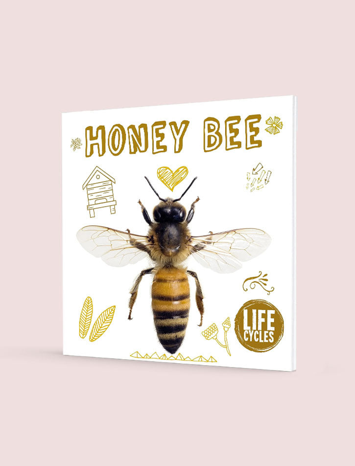 HONEY BEE (LIFE CYCLES)