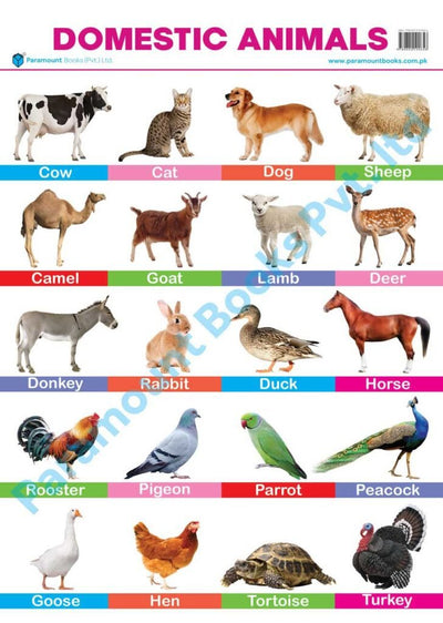 PARAMOUNT WALL CHART : DOMESTIC ANIMALS