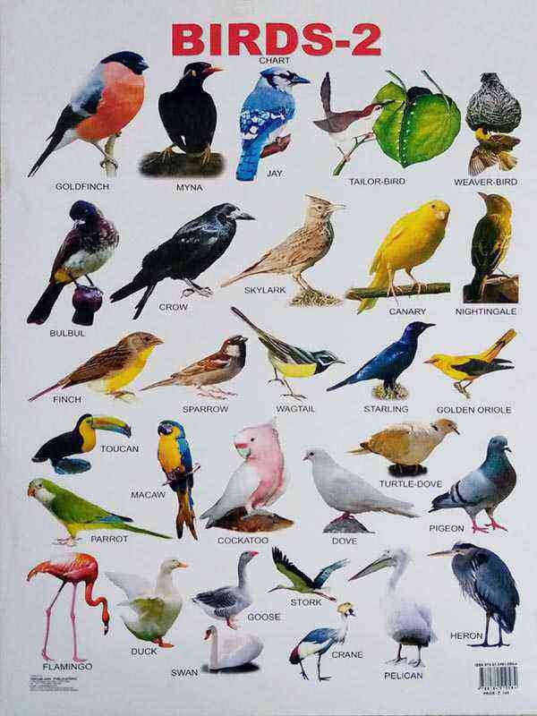 WALL CHART: BIRDS-2 - Paramount Books   