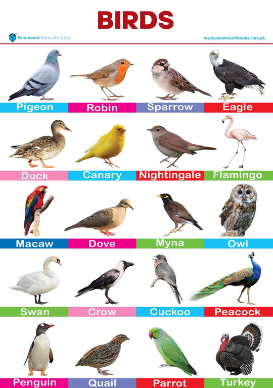 BIRDS WALL CHART - Paramount Books   